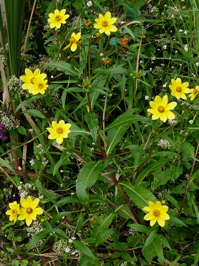 {Bidens laevis}